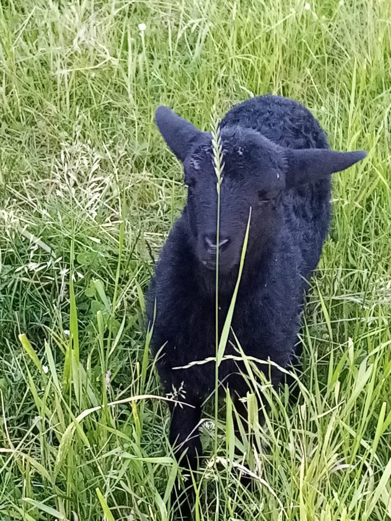 Agneau né au lycée Jean-Mermoz